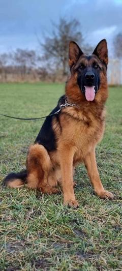 Sultan