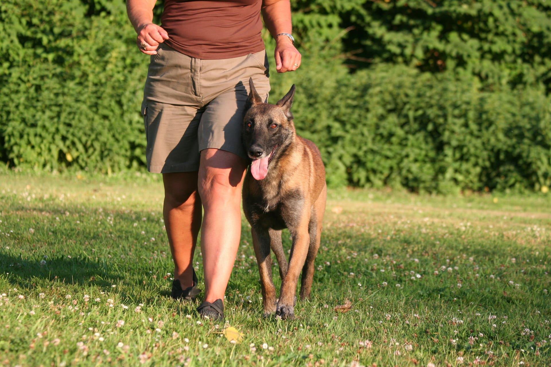 Dressage chiens de particuliers - Cani protection