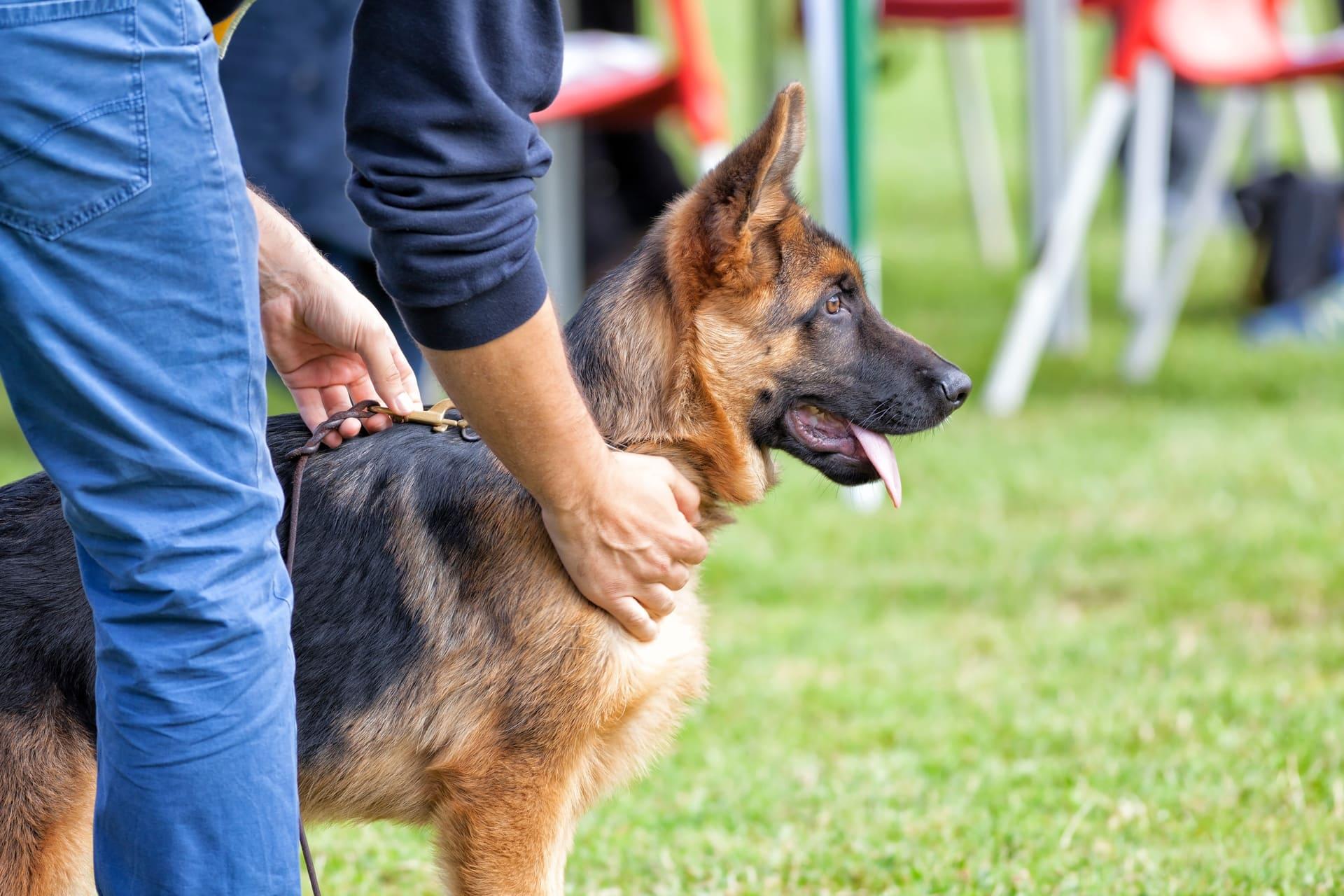 Dressage chiens de particuliers - Cani protection
