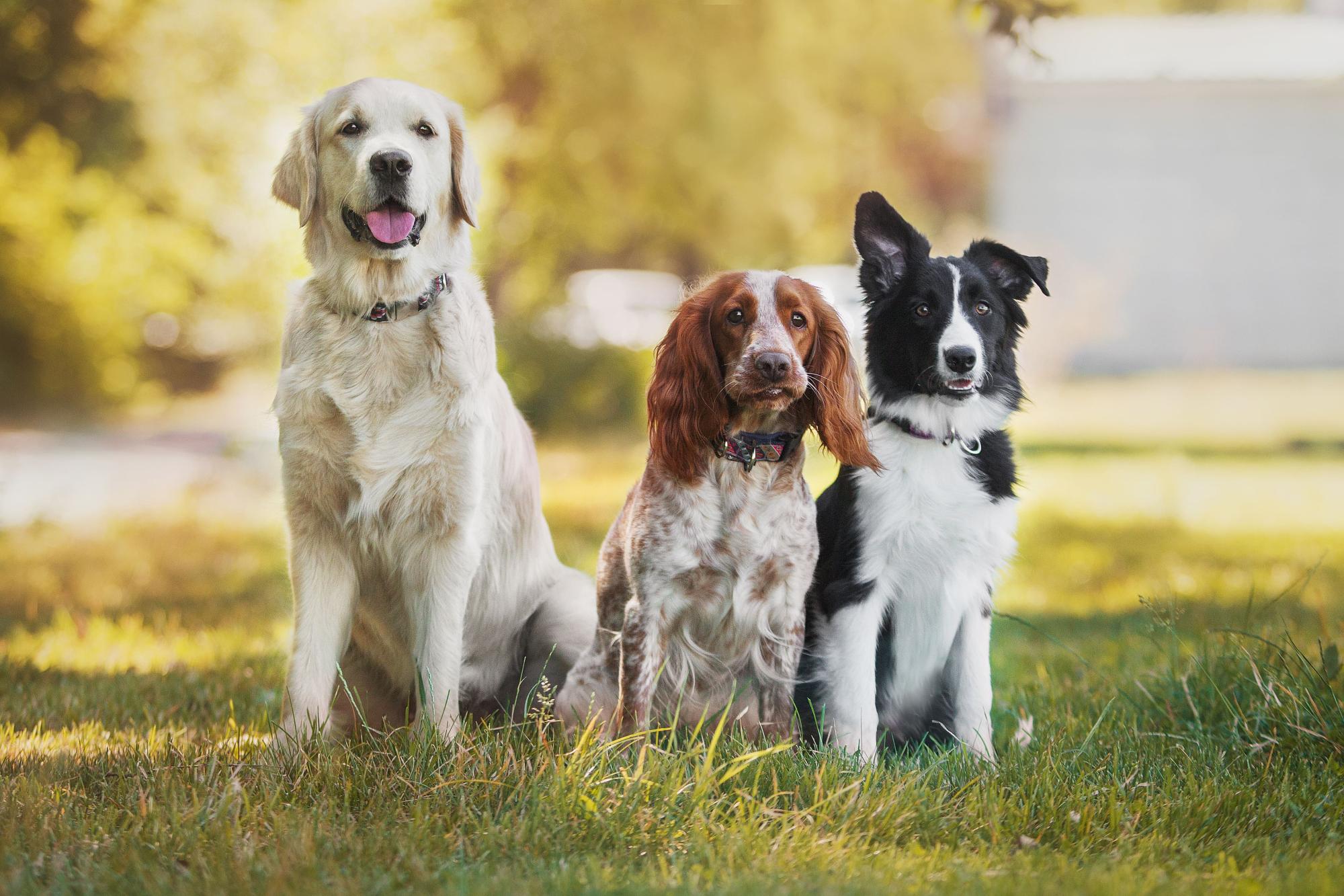 Dressage chiens de particuliers - Cani protection