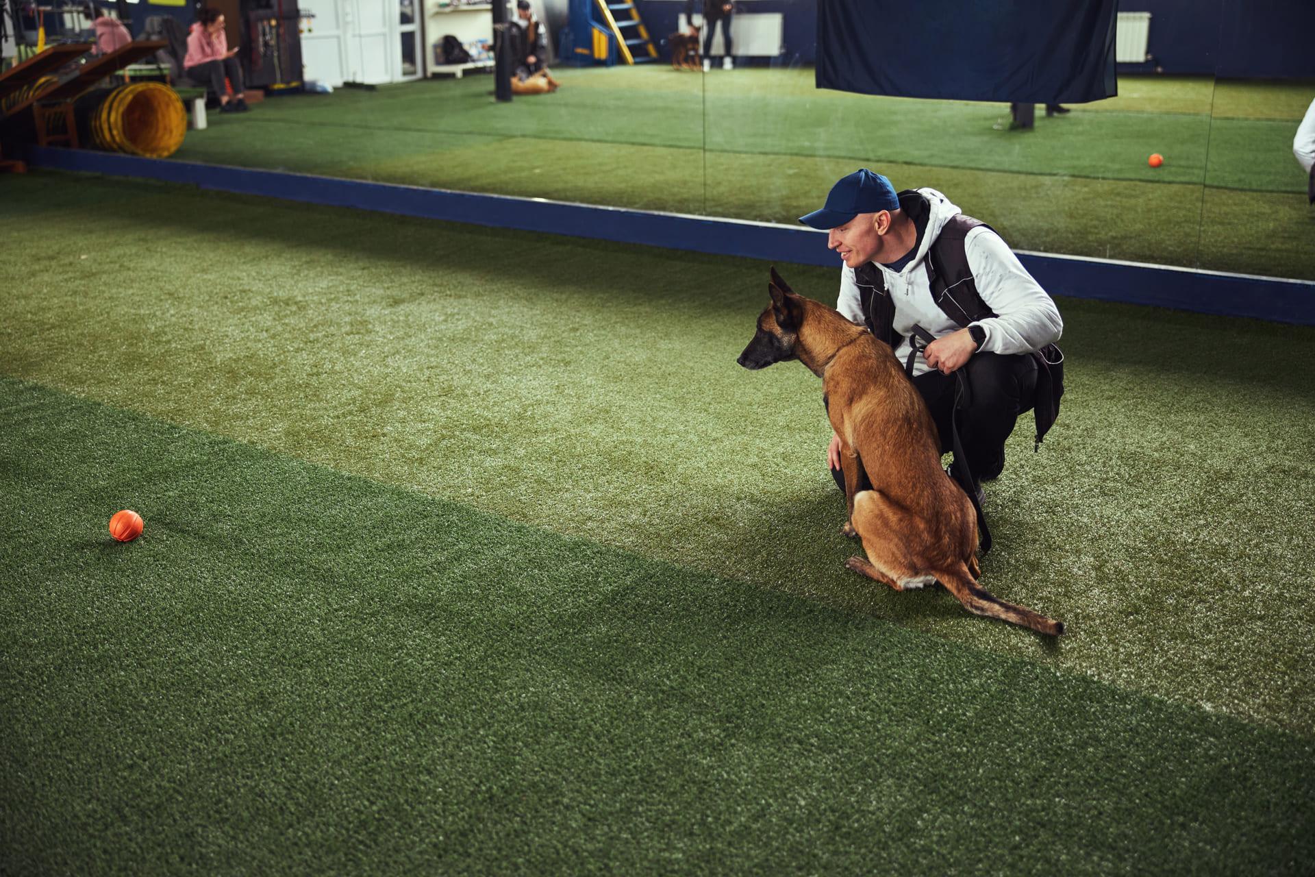 Dressage chiens de particuliers - Cani protection