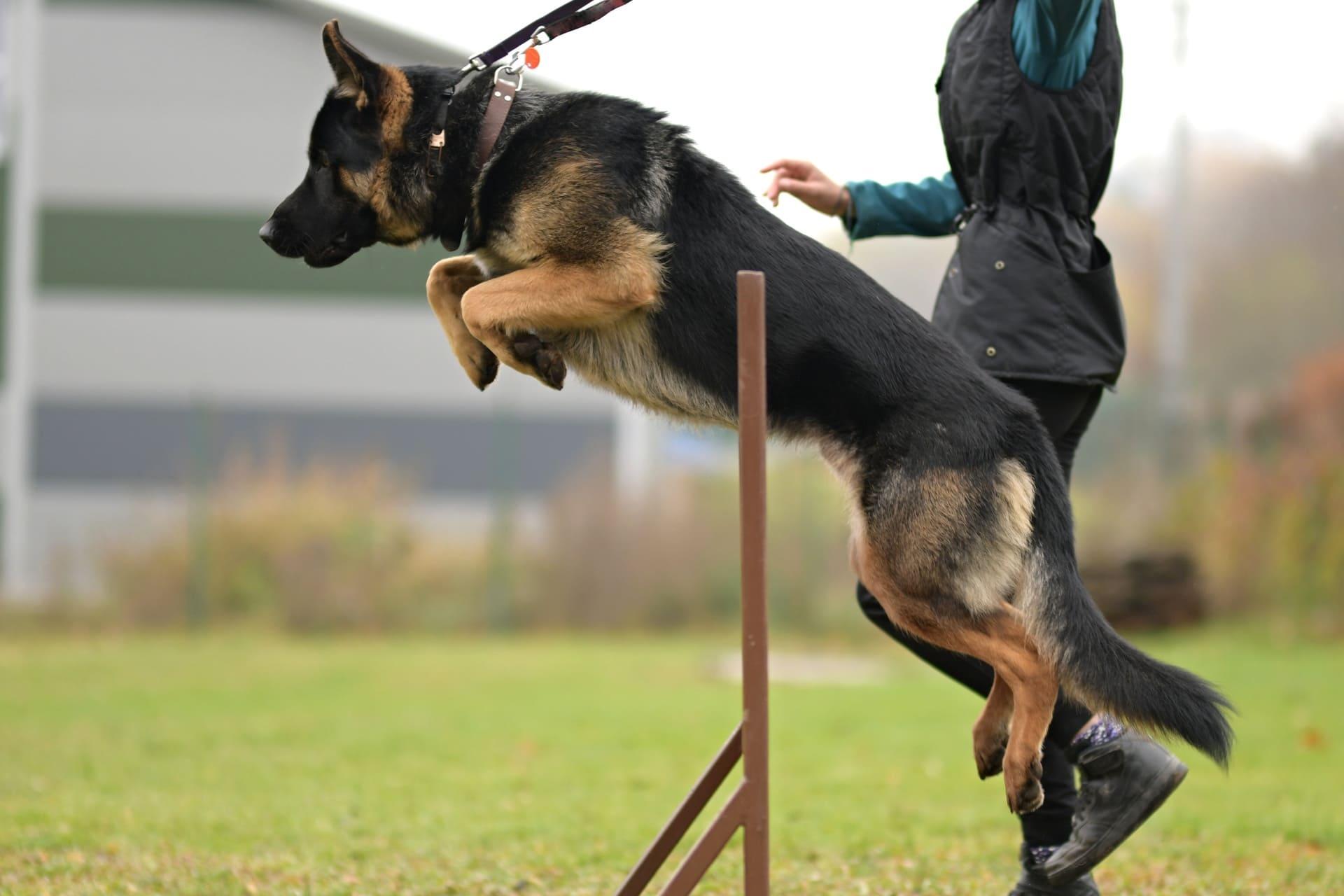 Dressage chiens de professionnel - Cani protection